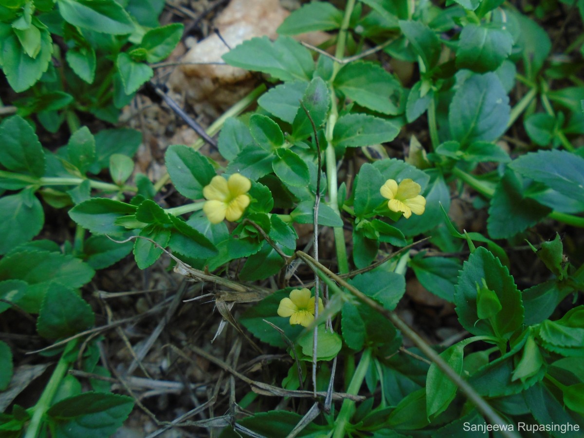 Mecardonia procumbens (Mill.) Small